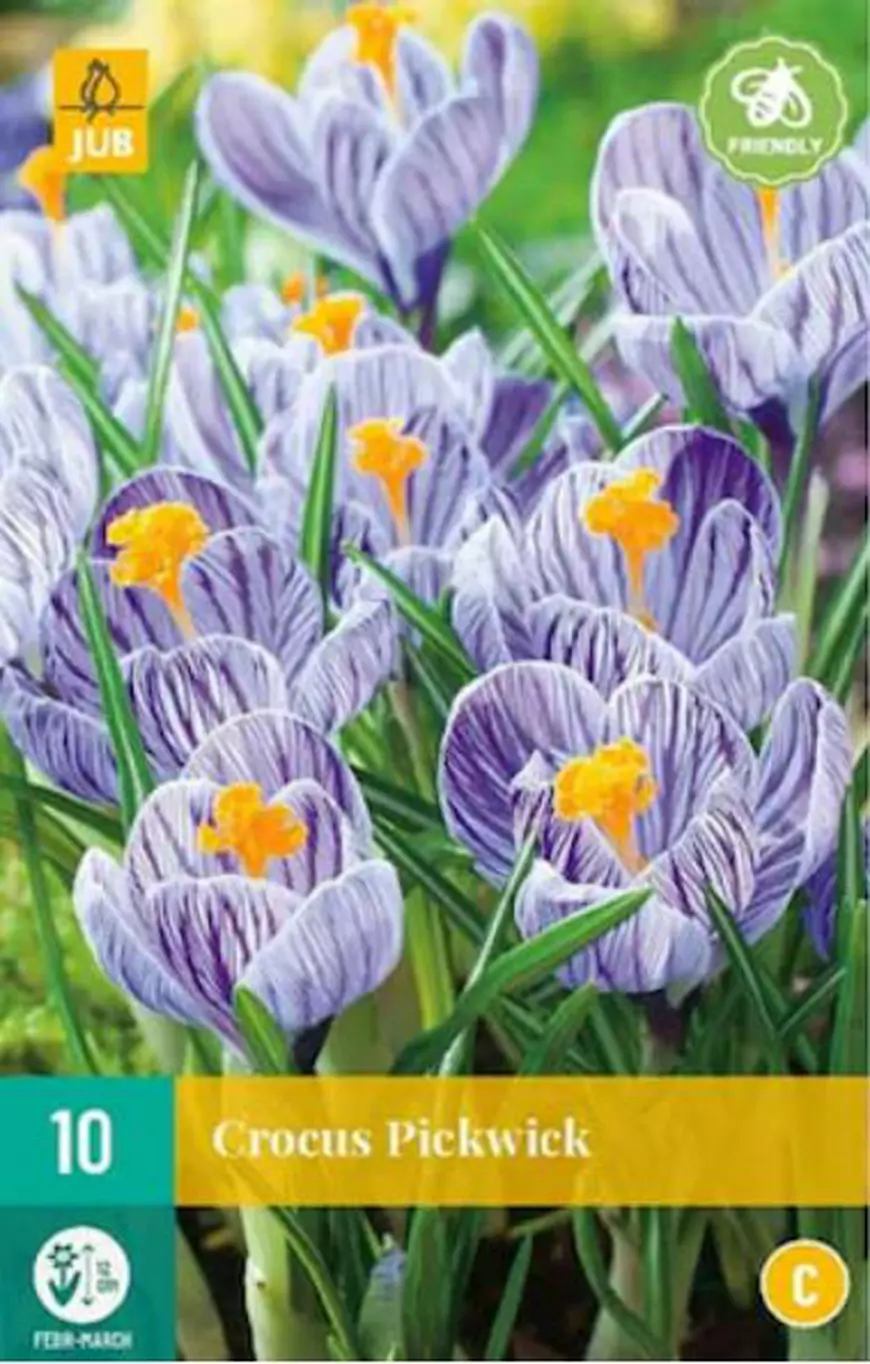bulbi de brândușe Crocus Speciei Mix
