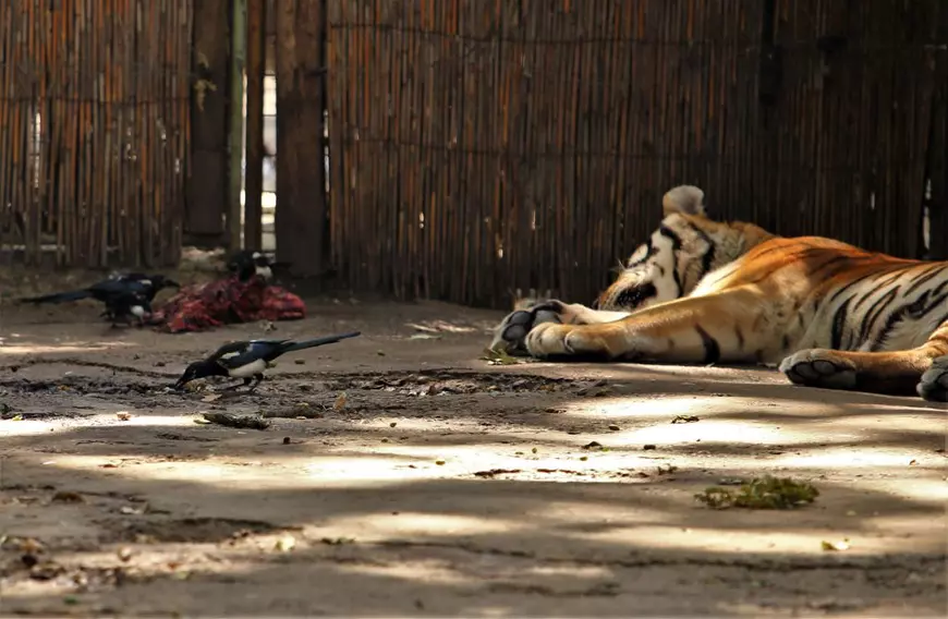 REPORTAJ. Grădina Zoologică din Brăila - în vizită la „pușcăria animalelor”: Vietăți apatice, mâncare puţină, apă în cauciucuri de maşină