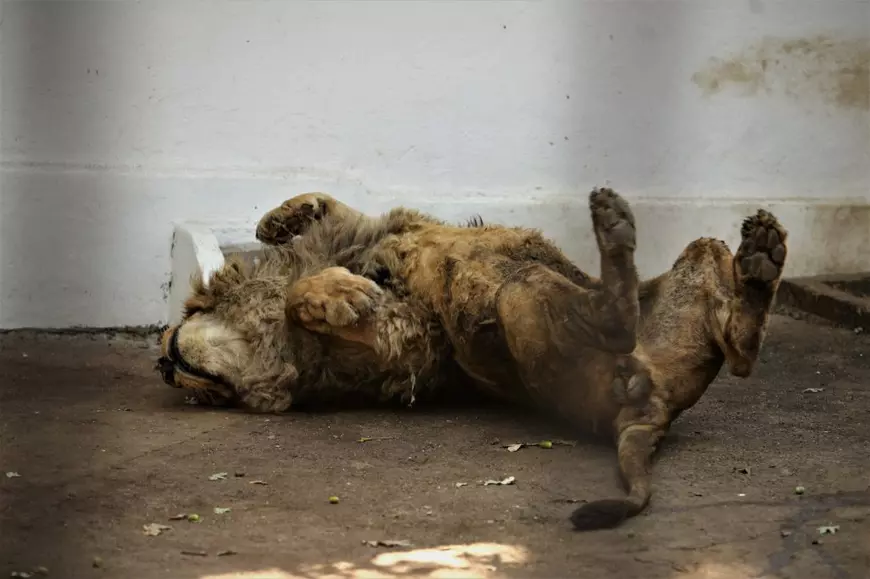 REPORTAJ. Grădina Zoologică din Brăila - în vizită la „pușcăria animalelor”: Vietăți apatice, mâncare puţină, apă în cauciucuri de maşină