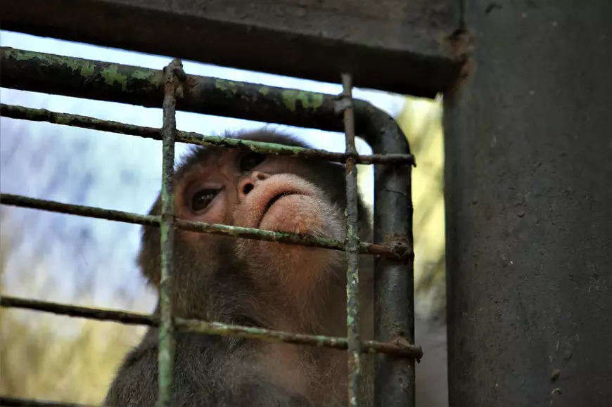 REPORTAJ. Grădina Zoologică din Brăila - în vizită la „pușcăria animalelor”: Vietăți apatice, mâncare puţină, apă în cauciucuri de maşină