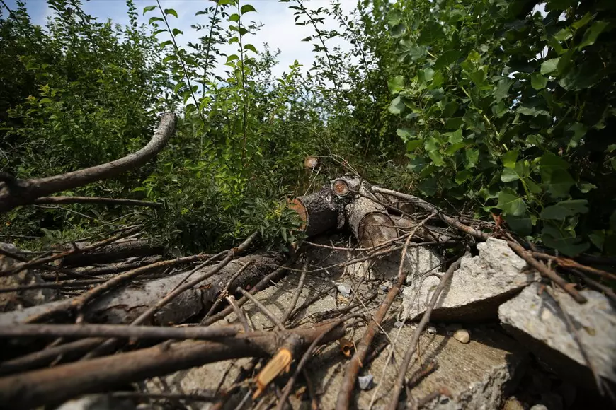 Aleea de pe câmpul teren privat din Parcul Grozăvești a fost spartă de companiile care îl dețin, iar copacii, defrișați