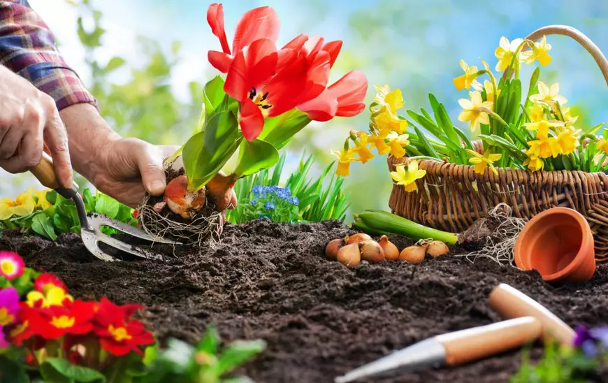 Plantarea florilor