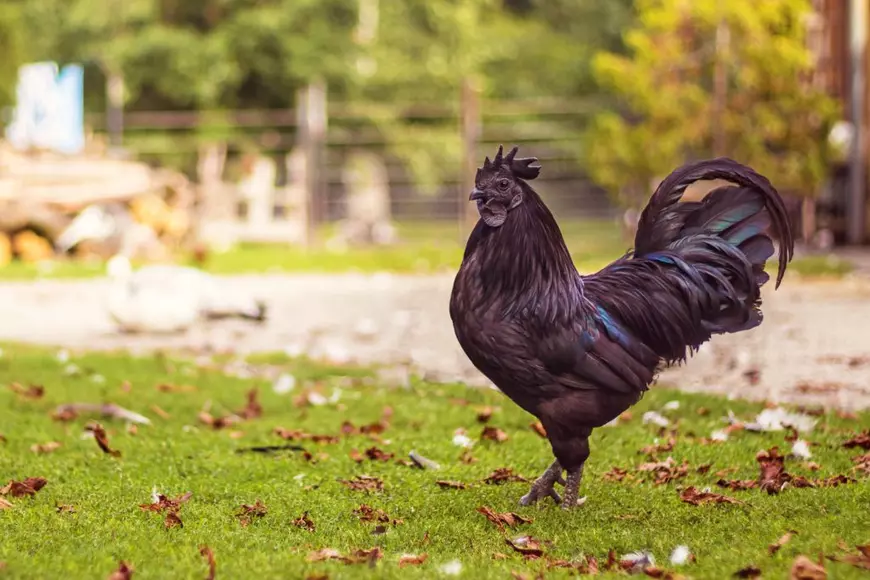 Pui Cemani