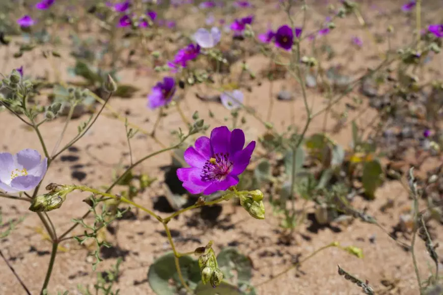 Cum a înflorit pe neașteptate un deșert din cel mai arid loc de pe Pământ