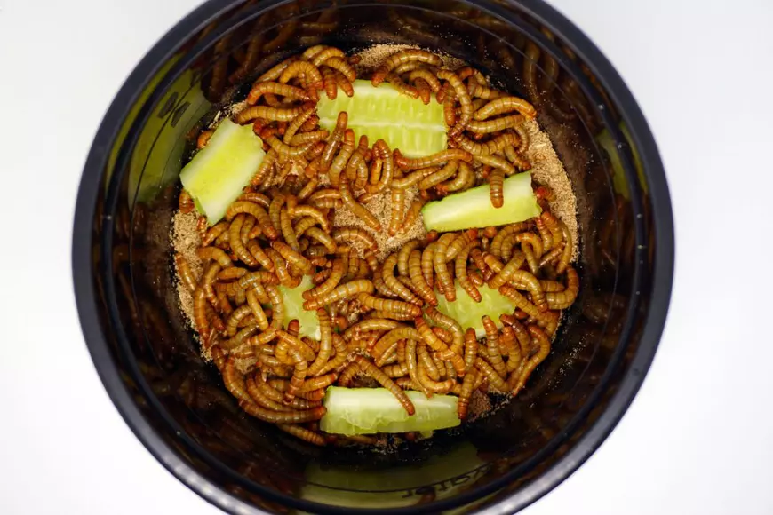 Insecte comestibile- Viermele galben de făină