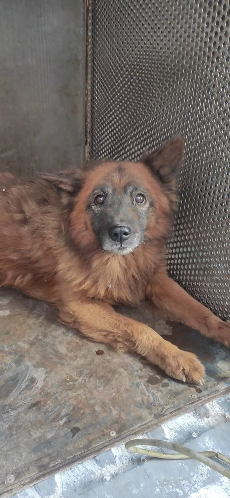 Câinele-simbol căruia rușii i-au omorât toți stăpânii s-a stins azi. Fusese rănit de proiectilul care i-a distrus casa