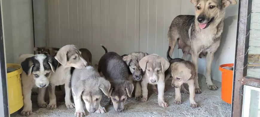 DATE OFICIALE. La fiecare doi câini adoptați din adăposturi, trei sunt lăsați pe stradă în București. „Sunt atât de multe cutii cu animale abandonate, nu vă închipuiți!”