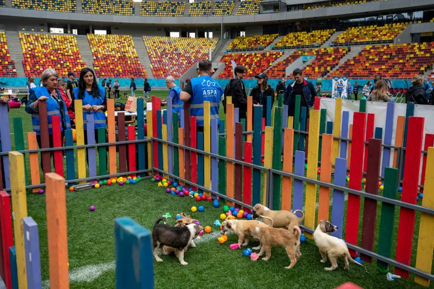 DATE OFICIALE. La fiecare doi câini adoptați din adăposturi, trei sunt lăsați pe stradă în București. „Sunt atât de multe cutii cu animale abandonate, nu vă închipuiți!”