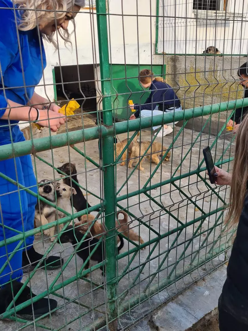 DATE OFICIALE. La fiecare doi câini adoptați din adăposturi, trei sunt lăsați pe stradă în București. „Sunt atât de multe cutii cu animale abandonate, nu vă închipuiți!”