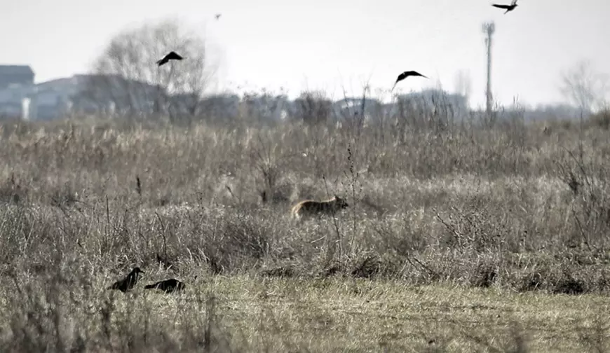REPORTAJ. Giulești-Sârbi, cartierul de lângă Lacul Morii în care oamenii sunt atacați de câini. Vecinii femeii care a murit sfâșiată: „În timp ce ai mei sunau la 112, cei de la ASPA îmi ziceau să revin luni”