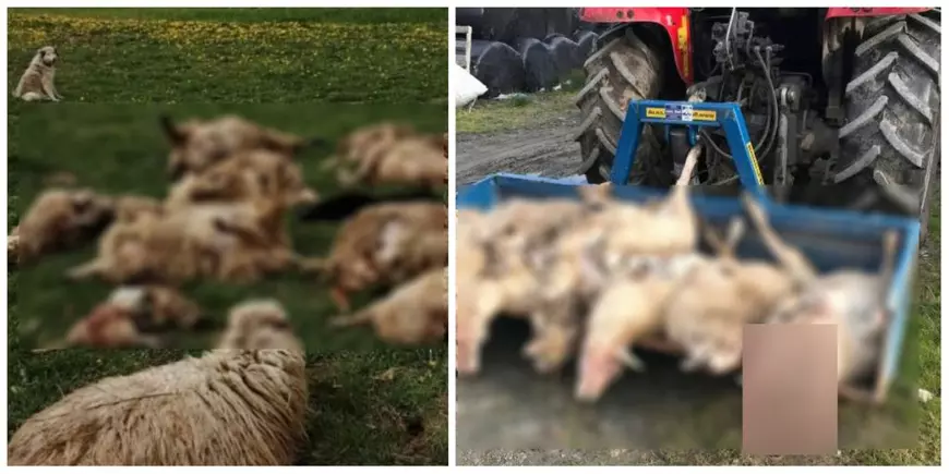 Fermier din Satu Mare, acuzat că a călcat cu tractorul zeci de oi care pășteau pe cultura sa de grâu
