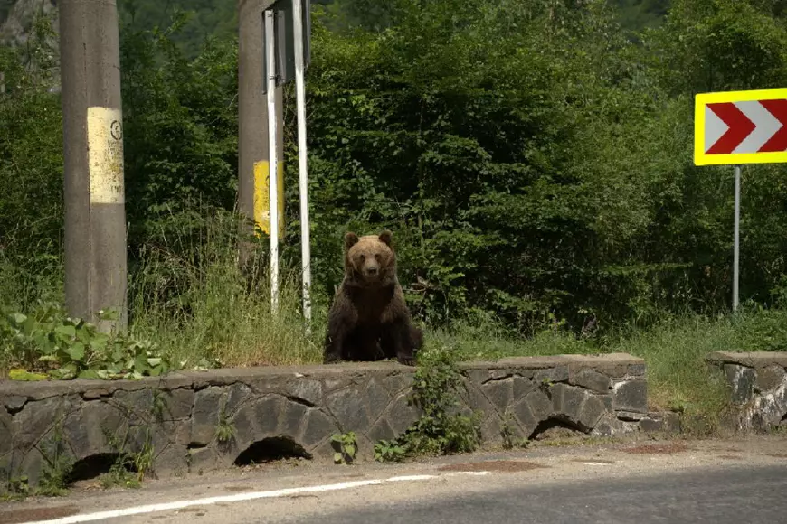 Ursul brun- ce înseamnă comportamentul modificat și care este cauza?