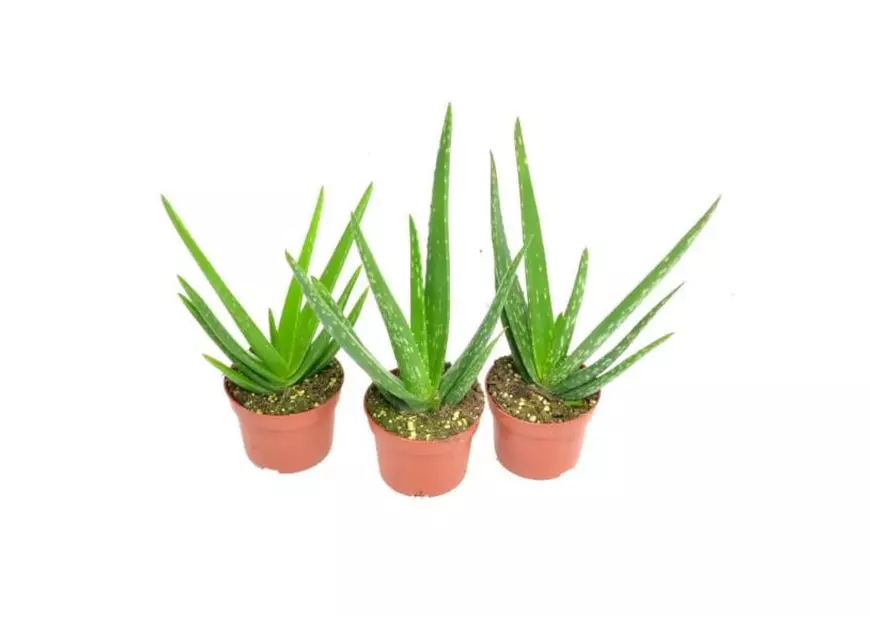 plantă de aloe vera