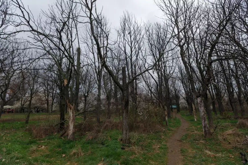 Masacrarea Parcului IOR. Cum luptă o comunitate să salveze 12 hectare de spațiu verde pierdute de primărie: „N-avem destule betoane?”