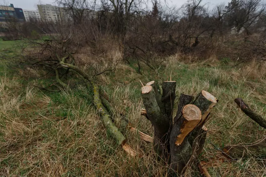 The trees from the retroceded area have been cut off