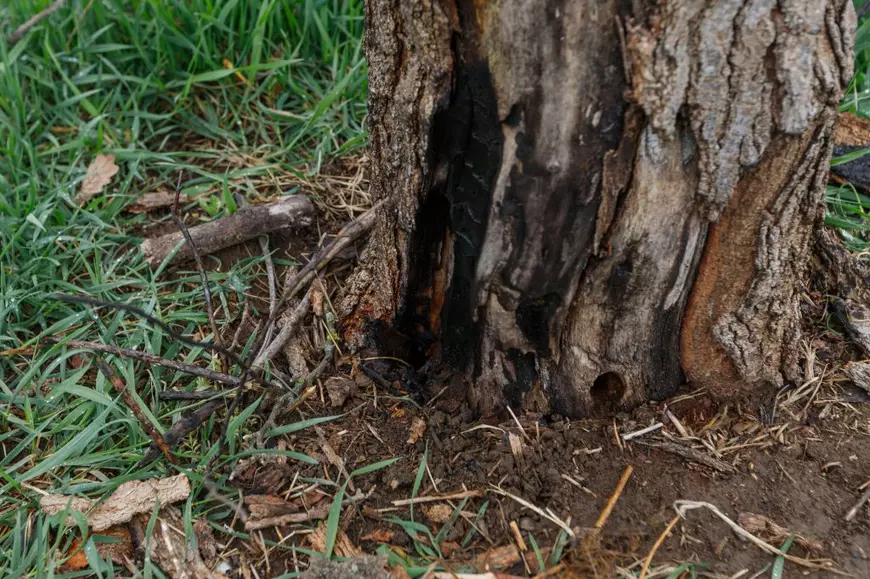 Masacrarea Parcului IOR. Cum luptă o comunitate să salveze 12 hectare de spațiu verde pierdute de primărie: „N-avem destule betoane?”