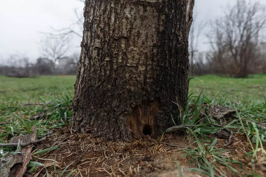 Holes in the trees, to be poisoned