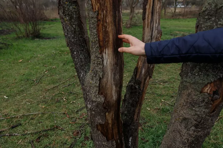 Scoarța copacilor a început să cadă