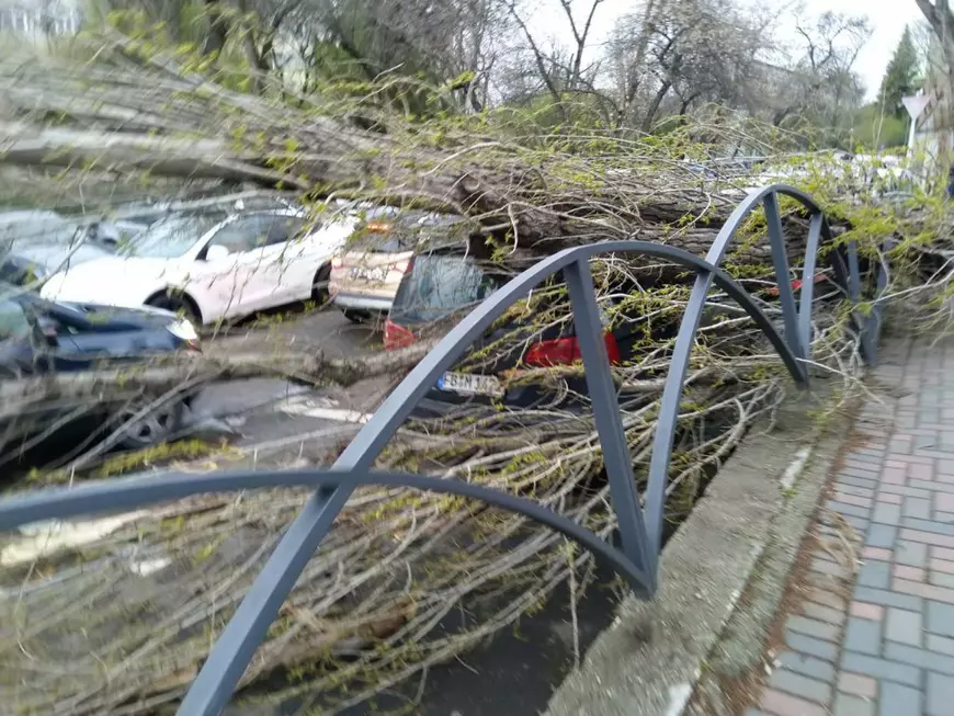 De ce cad copacii din București? Specialist în mediu: „Sunt vulnerabili, îmbătrâniți și prea puțin ajutați să supraviețuiască”