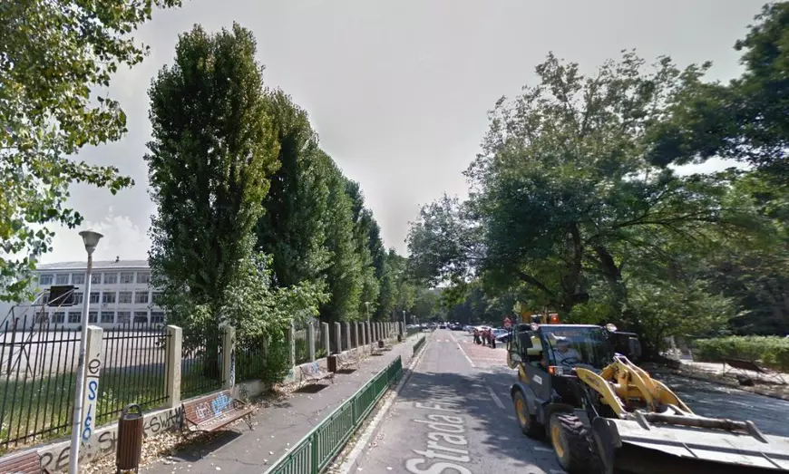 De ce cad copacii din București? Specialist în mediu: „Sunt vulnerabili, îmbătrâniți și prea puțin ajutați să supraviețuiască”