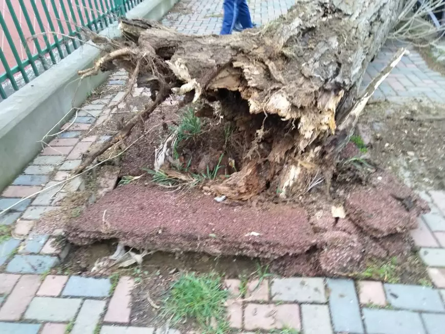 De ce cad copacii din București? Specialist în mediu: „Sunt vulnerabili, îmbătrâniți și prea puțin ajutați să supraviețuiască”