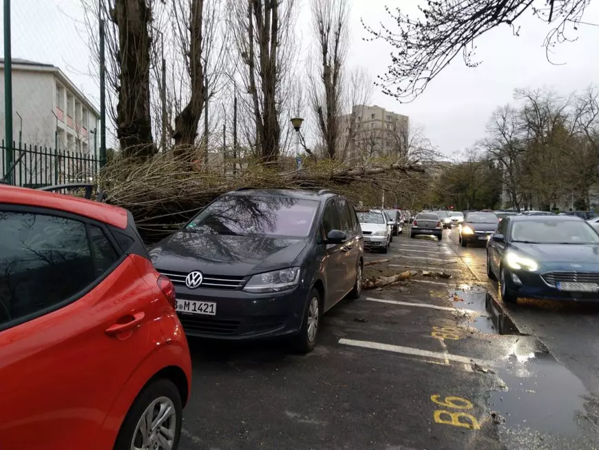 De ce cad copacii din București? Specialist în mediu: „Sunt vulnerabili, îmbătrâniți și prea puțin ajutați să supraviețuiască”