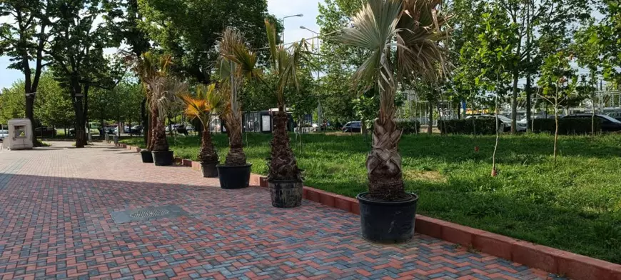 INVESTIGAȚIE. În plină nemulțumire socială, facturile arată cum statul cheltuiește 100.000 de euro pe palmieri și ghivece de la o firmă de partid