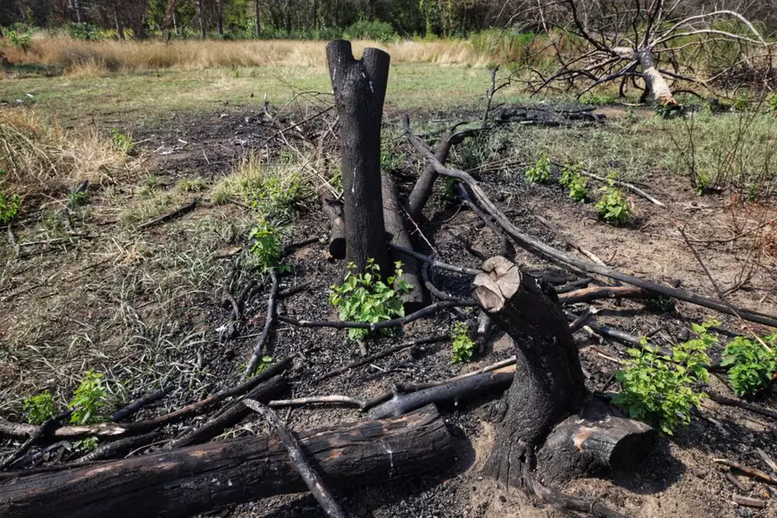 ORAȘELE FĂRĂ AER. Bucureștenii trăiesc cu 4 ani mai puțin din cauza poluării și a lipsei de spații verzi. Costurile ascunse ale fiecărui metru pătrat betonat
