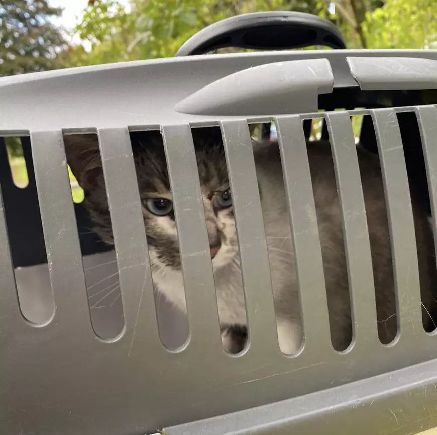 11 pompieri au demontat motorul unui Opel pentru a salva o pisică fără adăpost care rămăsese blocată în interior