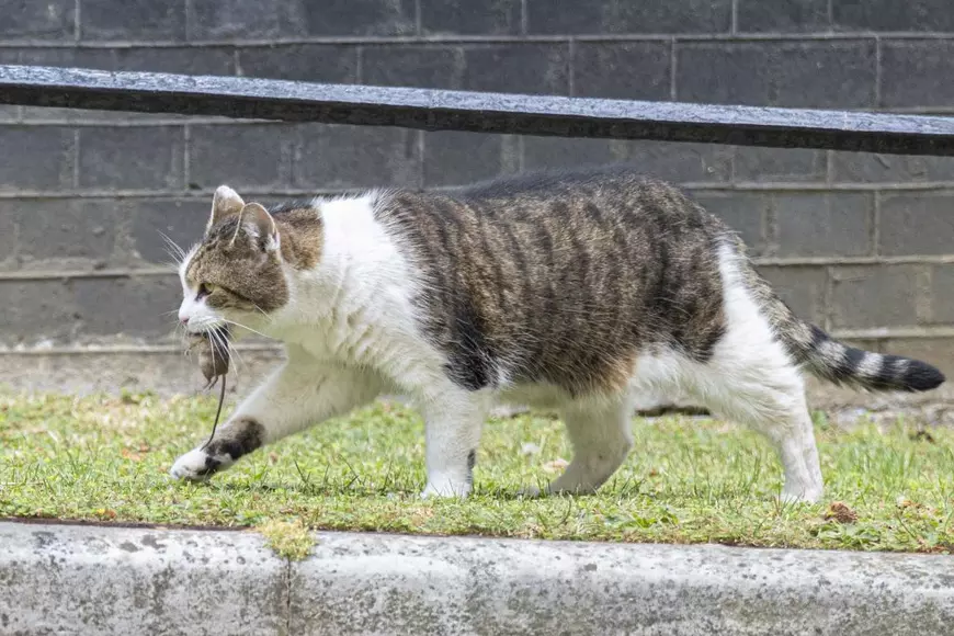 Luare de poziție a guvernului britanic despre „cel mai vechi locatar din Downing Street”: „Larry este sănătos și fericit”