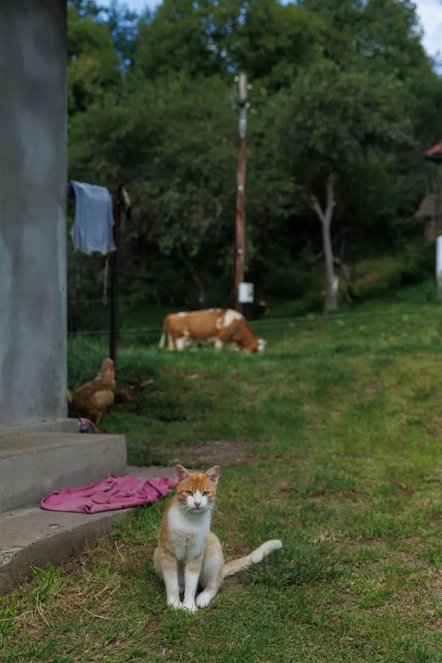 „Cei rămași”. Viața ultimilor muntăreni din Munții Apuseni. Cum arată școala din junglă