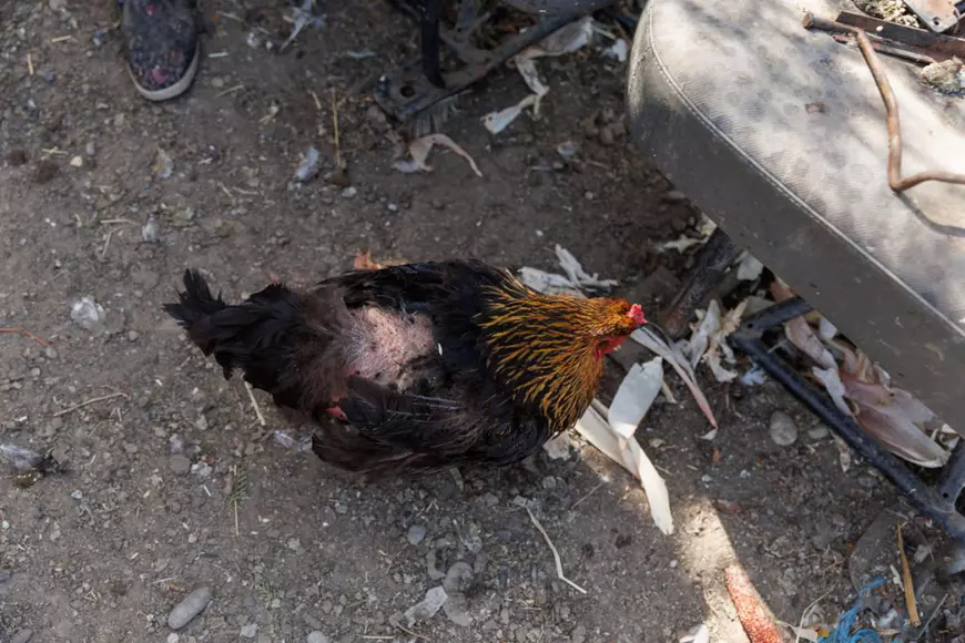 REPORTAJ. Crevedia, o lună după explozii. Și-a plâns caprele care au murit în suferință, iar acum, la 76 de ani, se acomodează cu viața în container: „E ca-n paradis, nu cade tavanul pe mine!”