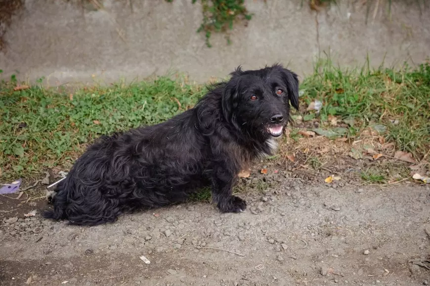 REPORTAJ. Mateș, câinele credincios care își așteaptă de trei ani stăpânul decedat în fața unei biserici din Transilvania: „L-a iubit mult”