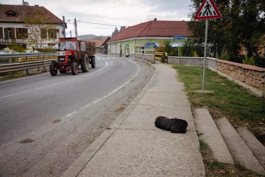 REPORTAJ. Mateș, câinele credincios care își așteaptă de trei ani stăpânul decedat în fața unei biserici din Transilvania: „L-a iubit mult”