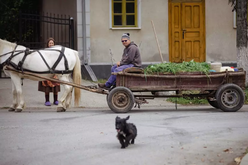 REPORTAJ. Mateș, câinele credincios care își așteaptă de trei ani stăpânul decedat în fața unei biserici din Transilvania: „L-a iubit mult”