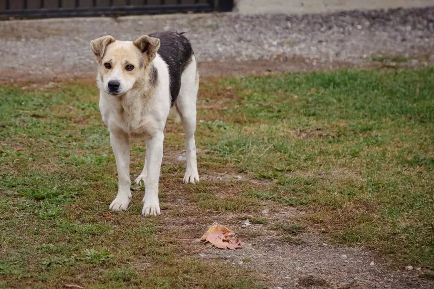 REPORTAJ. Mateș, câinele credincios care își așteaptă de trei ani stăpânul decedat în fața unei biserici din Transilvania: „L-a iubit mult”