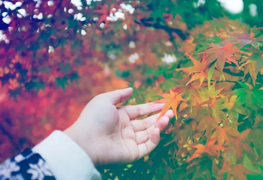 Ce culori se poartă în această toamnă