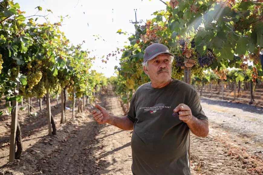 REPORTAJ. „Când te uiți la un butuc, e ca și cum ai vedea un tablou de Grigorescu”. Pasiunea unui inginer horticultor care se luptă cu prețul strugurilor din import ca să-și țină în viață via