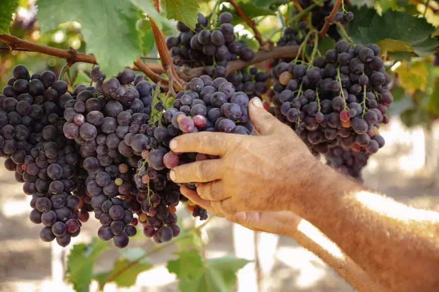 REPORTAJ. „Când te uiți la un butuc, e ca și cum ai vedea un tablou de Grigorescu”. Pasiunea unui inginer horticultor care se luptă cu prețul strugurilor din import ca să-și țină în viață via