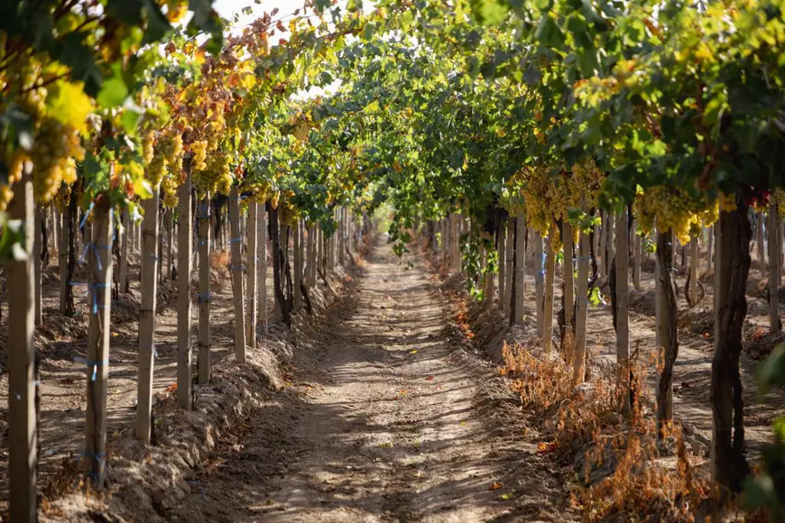REPORTAJ. „Când te uiți la un butuc, e ca și cum ai vedea un tablou de Grigorescu”. Pasiunea unui inginer horticultor care se luptă cu prețul strugurilor din import ca să-și țină în viață via
