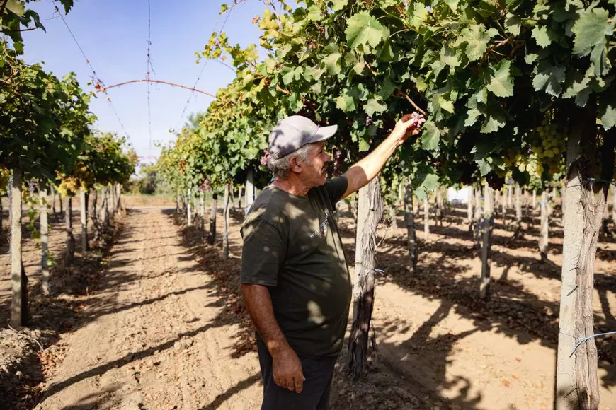 REPORTAJ. „Când te uiți la un butuc, e ca și cum ai vedea un tablou de Grigorescu”. Pasiunea unui inginer horticultor care se luptă cu prețul strugurilor din import ca să-și țină în viață via