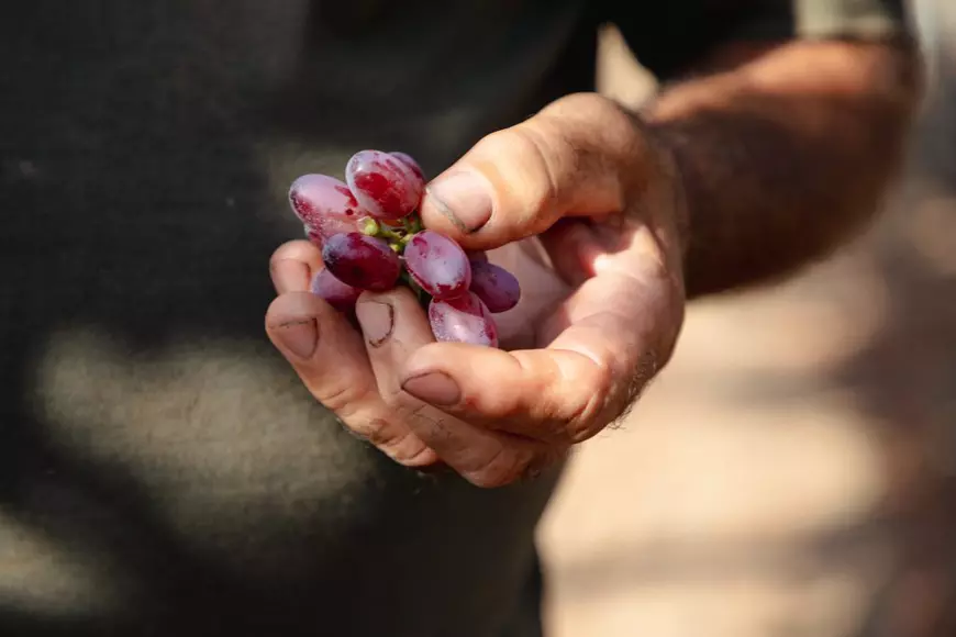 REPORTAJ. „Când te uiți la un butuc, e ca și cum ai vedea un tablou de Grigorescu”. Pasiunea unui inginer horticultor care se luptă cu prețul strugurilor din import ca să-și țină în viață via