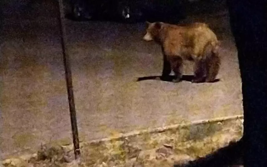Prezența unui urs, semnalată în Ploiești. Autoritățile au emis mesaj RO-Alert