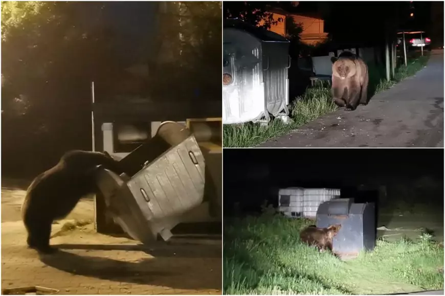 INTERVIU. În această perioadă a anului, urșii mănâncă enorm și pot lua și 4 kg pe zi în greutate. De ce mâncarea de tomberon e fast-food și de ce revin urșii în localități