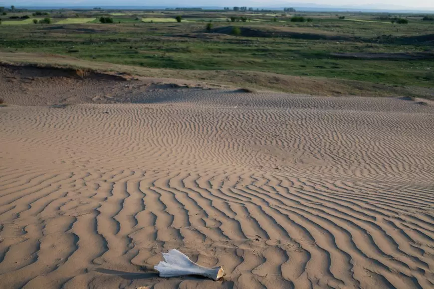 Viața agricultorilor din „deșertul Olteniei”, unde se fac pepenii de Dăbuleni. „O luptă pentru supraviețuire în care au scos toate rezervele”