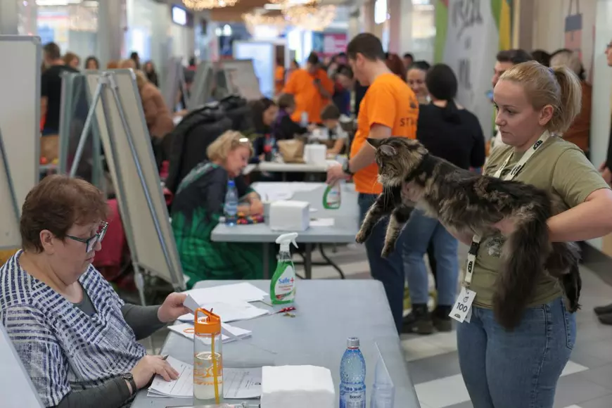 FOTO. Pisicile au pus stăpânire pe un mall din Capitală. Peste 250 de exemplare participă la Expoziția Internațională Feline WCF