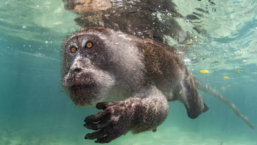 Minunile de sub ape. Cele mai spectaculoase fotografii subacvatice au fost premiate la Londra | FOTO