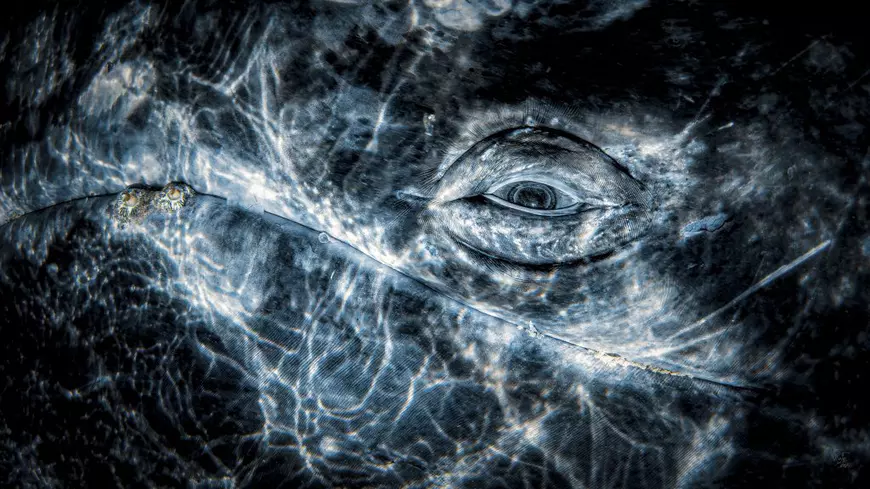 Minunile de sub ape. Cele mai spectaculoase fotografii subacvatice au fost premiate la Londra | FOTO