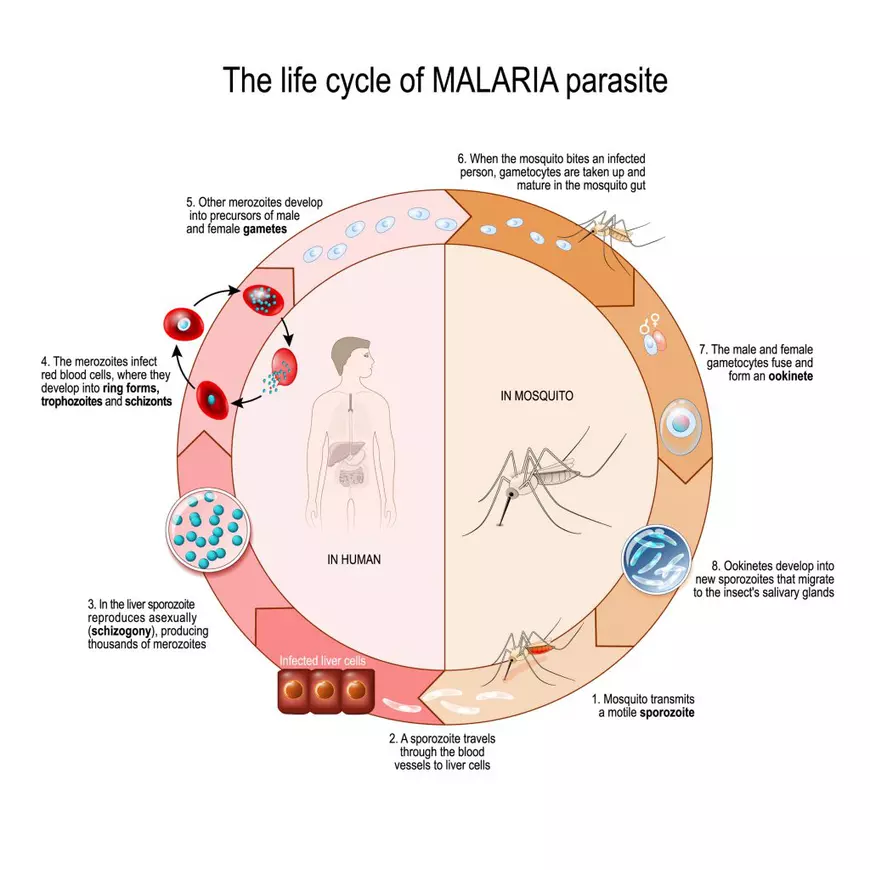 Ce este malaria - Imagine grafică reprezentând modul în care evoluează malaria.