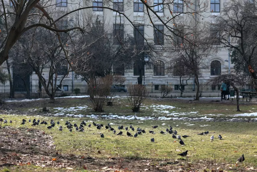 Păsările din Parcul Cișmigiu, alungate cu sunete de șoimi și vulturi. Cât costă aparatele împotriva ciorilor și porumbeilor 